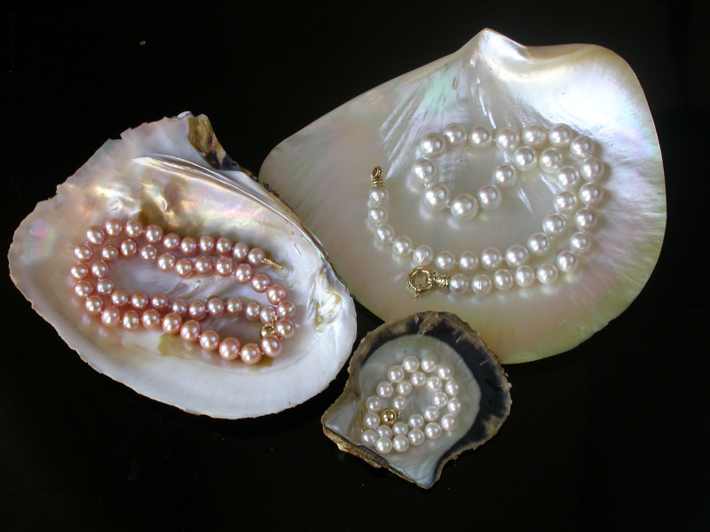 Ein direkter Vergleich von echten rosa Suesswasserperlen, strahlend weissen Suedseeperlen und klassischen Akoyaperlen, dekorativ arrangiert in ihren geoeffneten Muscheln.
