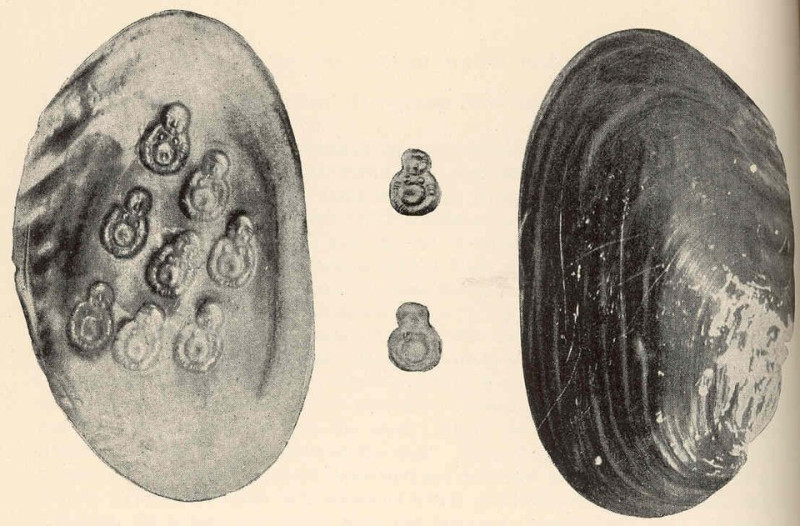 Die Innen- und Aussenseite einer historischen Cristaria plicata Muschel aus China, auf deren Perlmutt-Innenseite kleine, mit Perlmutt ueberzogene Buddha-Figuren zu sehen sind.