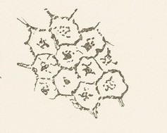 Historische mikroskopische Studie der Aragonitkristalle im Perlmutt von Louis Boutan 1925